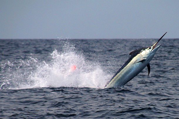 Big blacks on the move off Cairns